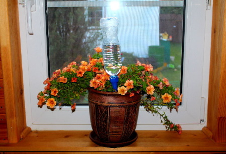 Домашние цветы Центролит